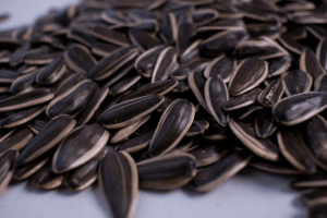 Соняшник Ягуар