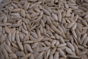 Болгарка Гарбузове насіння 