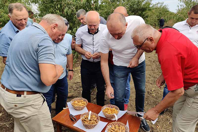На Одещині виділять 25 га під мигдалеві сади na odeshhyni vydilyat 25 ga pid mygdalevi sady
