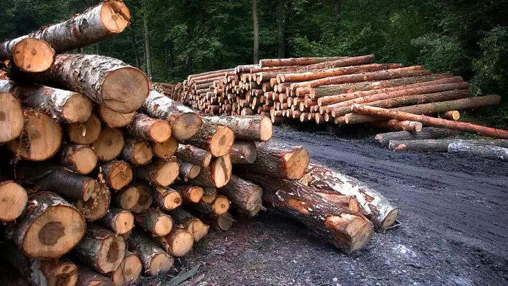 ЄС від України вимагає постачання необробленої деревини yes vid ukrayiny vymagaye postachannya neobroblenoyi derevyny
