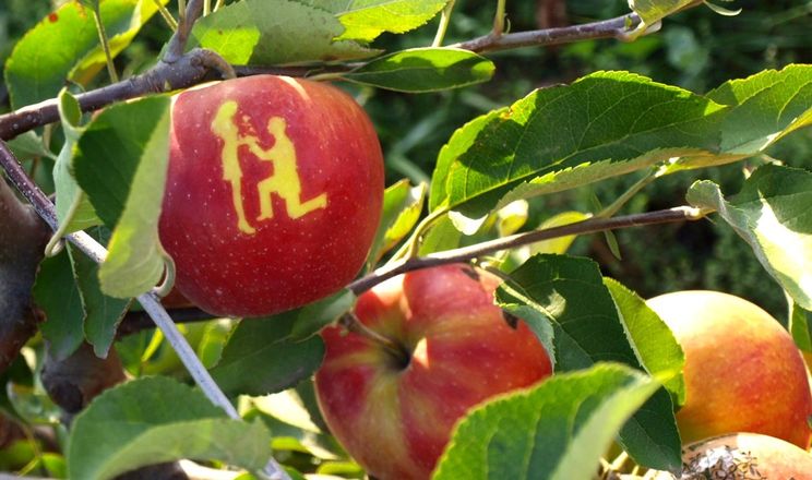На Дніпропетровщині вирощують яблука з написами na dnipropetrovshhyni vyroshhuyut yabluka z napysamy 1
