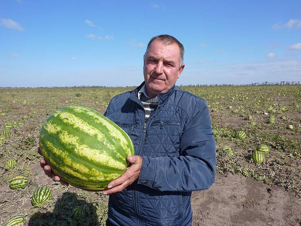 На Херсонщині безкоштовно віддають кавуни na hersonshhyni bezkoshtovno viddayut kavuny