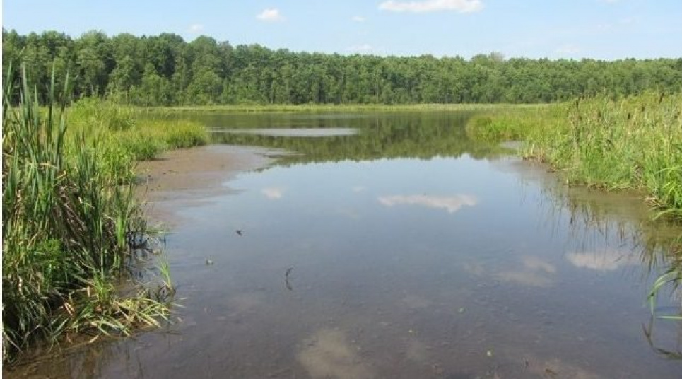 На Волині відоме озеро стало майже болотом na volyni vidome ozero stalo majzhe bolotom