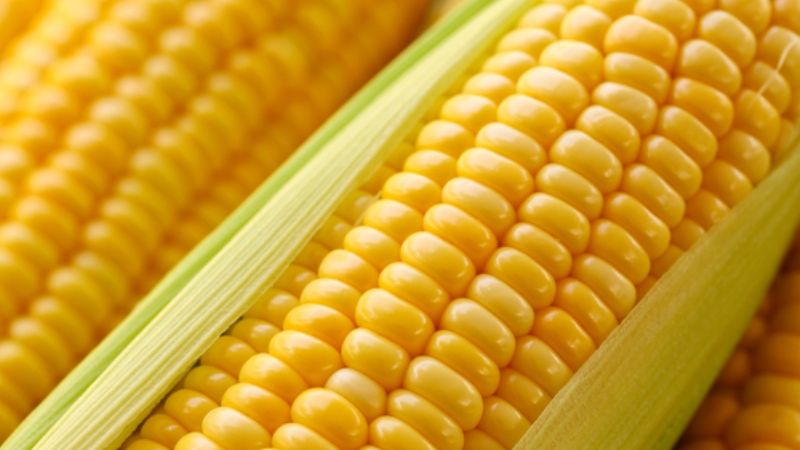Стало відомо, скільки можна заробити на вирощуванні солодкої кукурудзі stalo vidomo skilky mozhna zarobyty na vyroshhuvanni solodkoyi kukurudzi