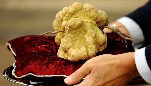 Найдорожчий у світі гриб продали за понад 3 млн грн najdorozhchyj u sviti gryb prodaly za ponad 3 mln grn