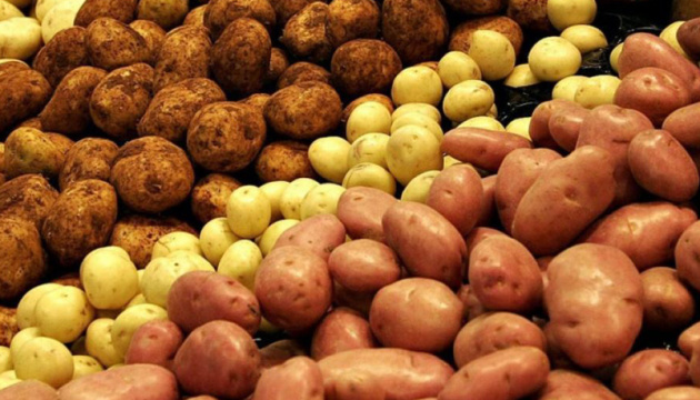Названо найпродуктивніші сорти картоплі України nazvano najproduktyvnishi sorty kartopli ukrayiny