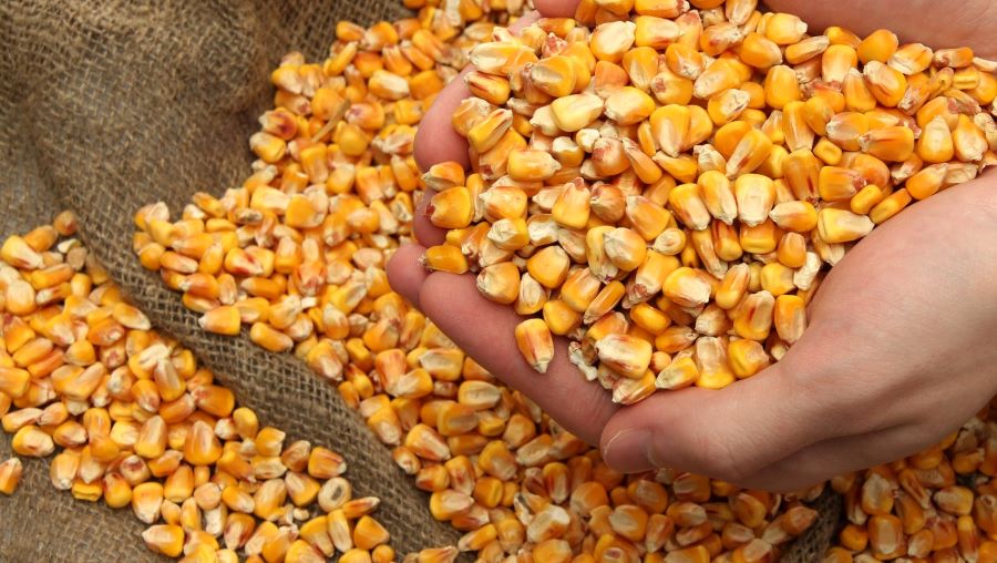У світі прогнозується криза кукурудзи u sviti prognozuyetsya kryza kukurudzy