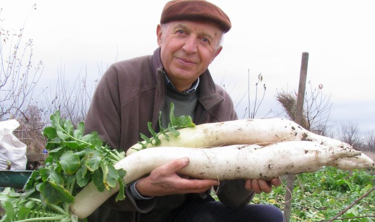 В України виростили редьку-гіганта v ukrayiny vyrostyly redku giganta