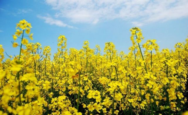 Ціни на ріпак б’ють рекорди 13 Ціни на ріпак б’ють рекорди cziny na ripak byut rekordy