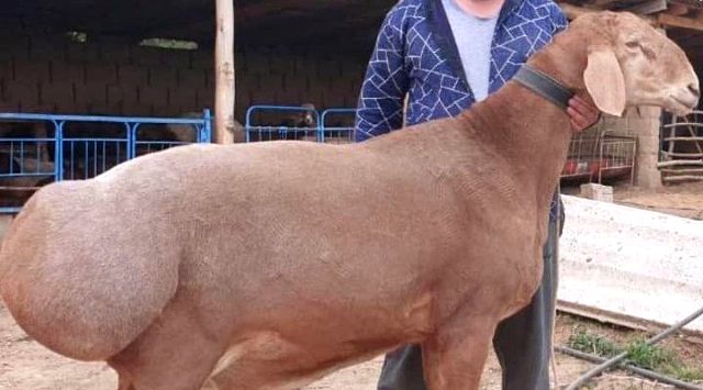 В Киргизстані продали вівцематку арашанської породи за 12 000 доларів 15 В Киргизстані продали вівцематку арашанської породи за 12 000 доларів v kyrgyzstani prodaly vivczematku arashanskoyi porody za 12 000 dolariv