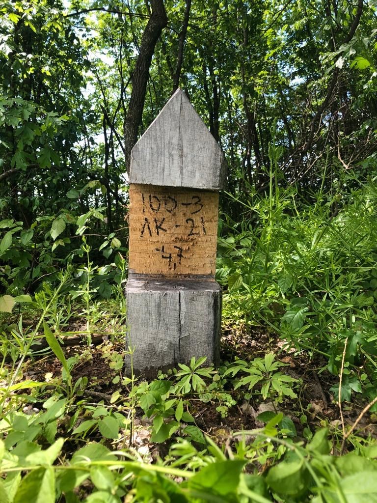 На Вінниччині затримано працівників лісгоспу за вирубку дерев в особливо крупних розмірах na vinnychchyni zatrymano praczivnykiv lisgospu za vyrubku derev v osoblyvo krupnyh rozmirah 3