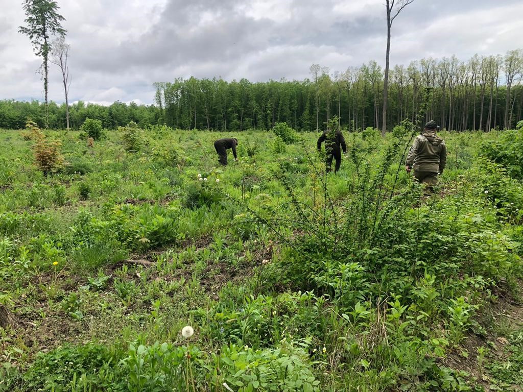 На Вінниччині затримано працівників лісгоспу за вирубку дерев в особливо крупних розмірах 12 На Вінниччині затримано працівників лісгоспу за вирубку дерев в особливо крупних розмірах na vinnychchyni zatrymano praczivnykiv lisgospu za vyrubku derev v osoblyvo krupnyh rozmirah