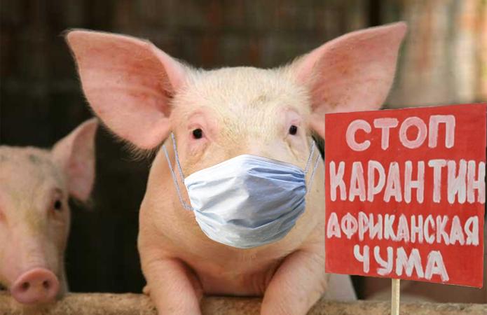 Ни Київщині серйозний спалах АЧС 18 Ни Київщині серйозний спалах АЧС ny kyyivshhyni serjoznyj spalah achs