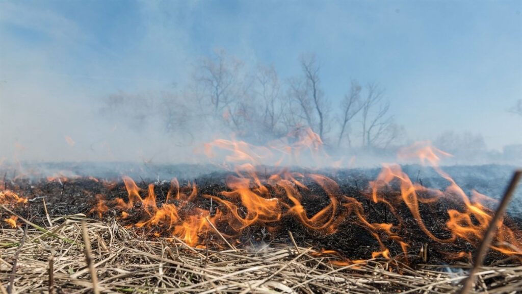 На Волині паліїв сухостою прирівняють до диверсантів 17 На Волині паліїв сухостою прирівняють до диверсантів na volyni paliyiv suhostoyu pryrivnyayut do dyversantiv