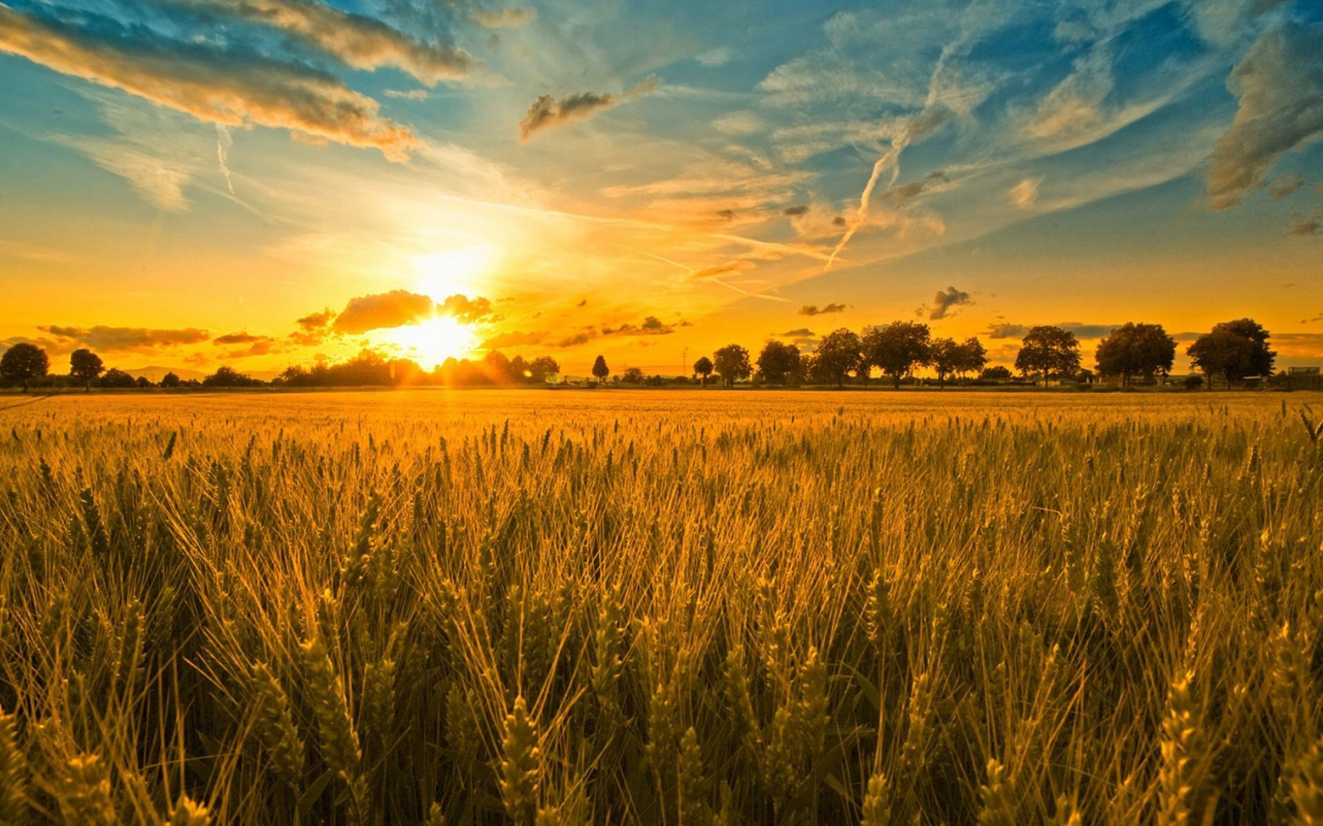 Стало відомо, чому в Україні аграрії не можуть вийти в поле stalo vidomo chomu v ukrayini agrariyi ne mozhut vyjty v pole