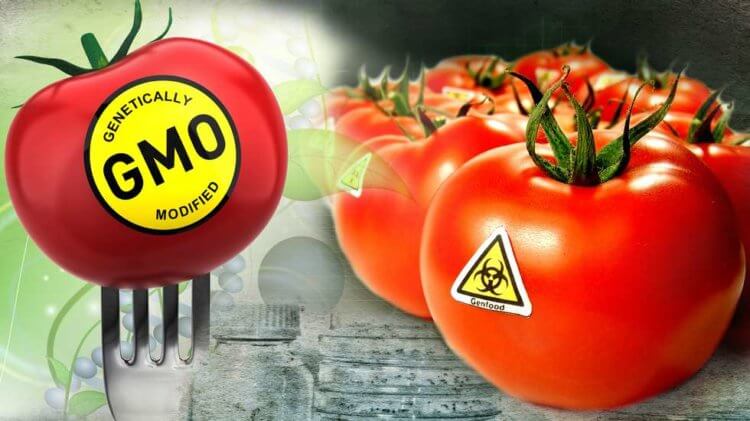 Держпродспоживслужба пропонує безкоштовно перевірити агропродукцію на наявність ГМО 3 Держпродспоживслужба пропонує безкоштовно перевірити агропродукцію на наявність ГМО derzhprodspozhyvsluzhba proponuye bezkoshtovno pereviryty agroprodukcziyu na nayavnist gmo