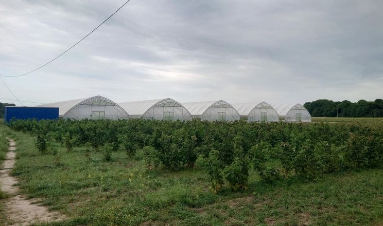 На Київщині виставили на продаж ягідну ферму na kyyivshhyni vystavyly na prodazh yagidnu fermu