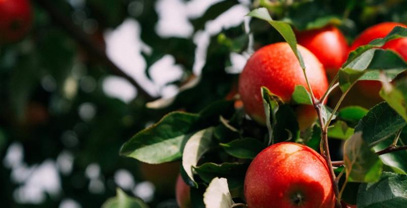 В Польщі критично не вистачає працівників на зборі яблук v polshhi krytychno ne vystachaye praczivnykiv na zbori yabluk