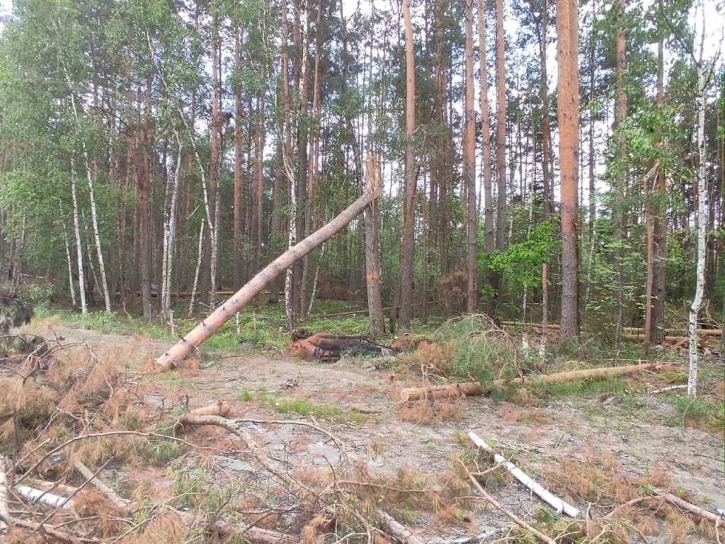 Європа ініціювала підтримку лісового фонду України під час війни 13 Європа ініціювала підтримку лісового фонду України під час війни yevropa inicziyuvala pidtrymku lisovogo fondu ukrayiny pid chas vijny