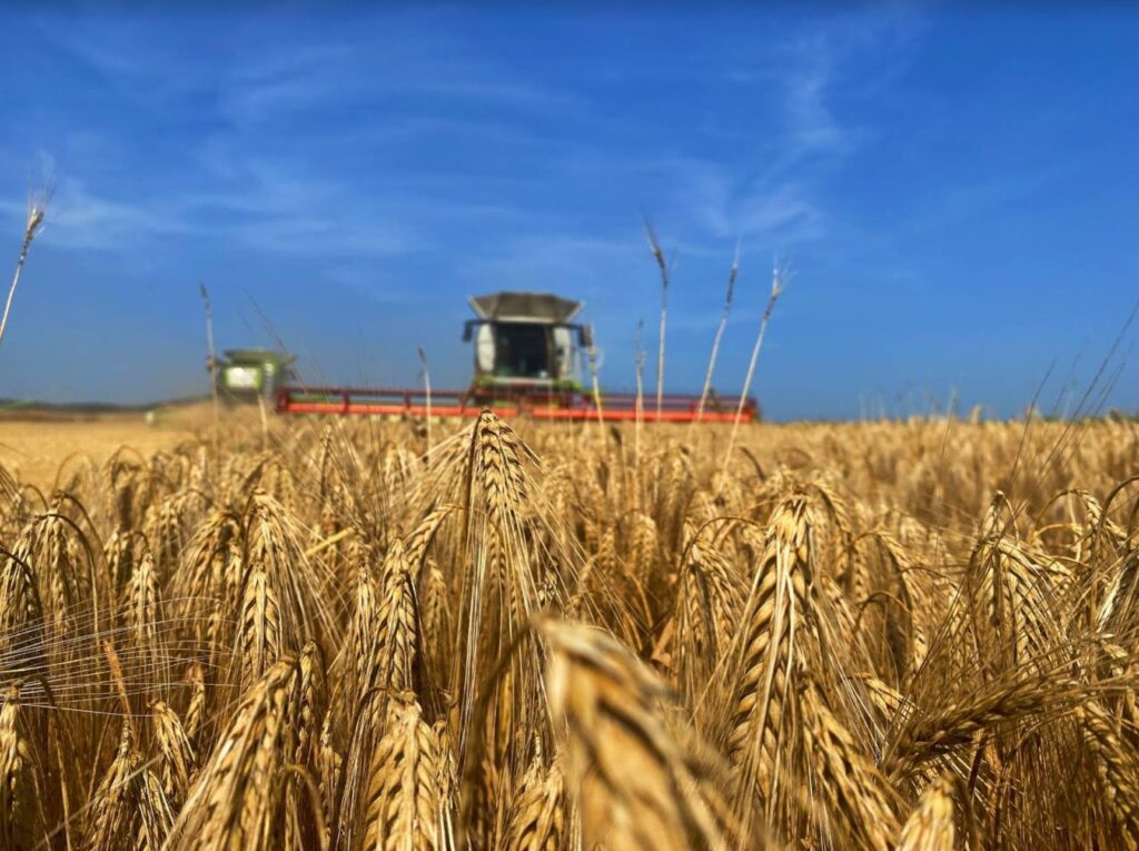 На Чернігівщині затримуються жнива na chernigivshhyni zatrymuyutsya zhnyva