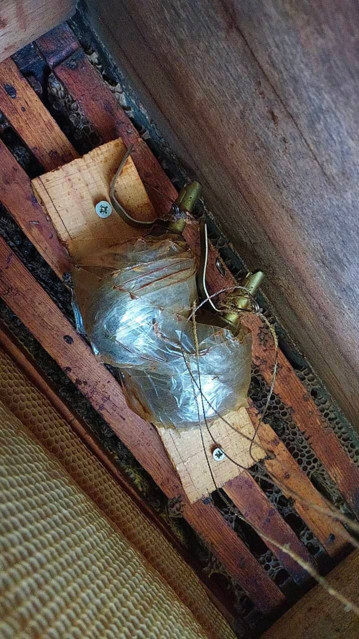 На Київщині бджоли знешкодили замінований вулик 3 На Київщині бджоли знешкодили замінований вулик na kyyivshhyni bdzholy zneshkodyly zaminovanyj vulyk 3