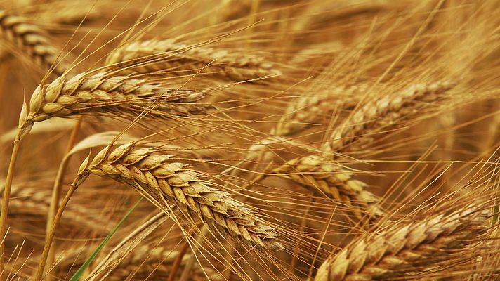 В Україні продовжує дорожчати продовольча пшениця 9 В Україні продовжує дорожчати продовольча пшениця v ukrayini prodovzhuye dorozhchaty prodovolcha pshenyczya