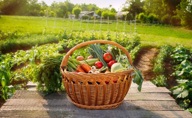 В Україні зросте вартість сільгосппродукції v ukrayini zroste vartist silgospprodukcziyi