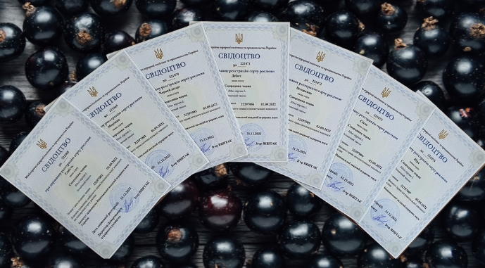 Вчені представили нові сорти смородини vcheni predstavyly novi sorty smorodyny