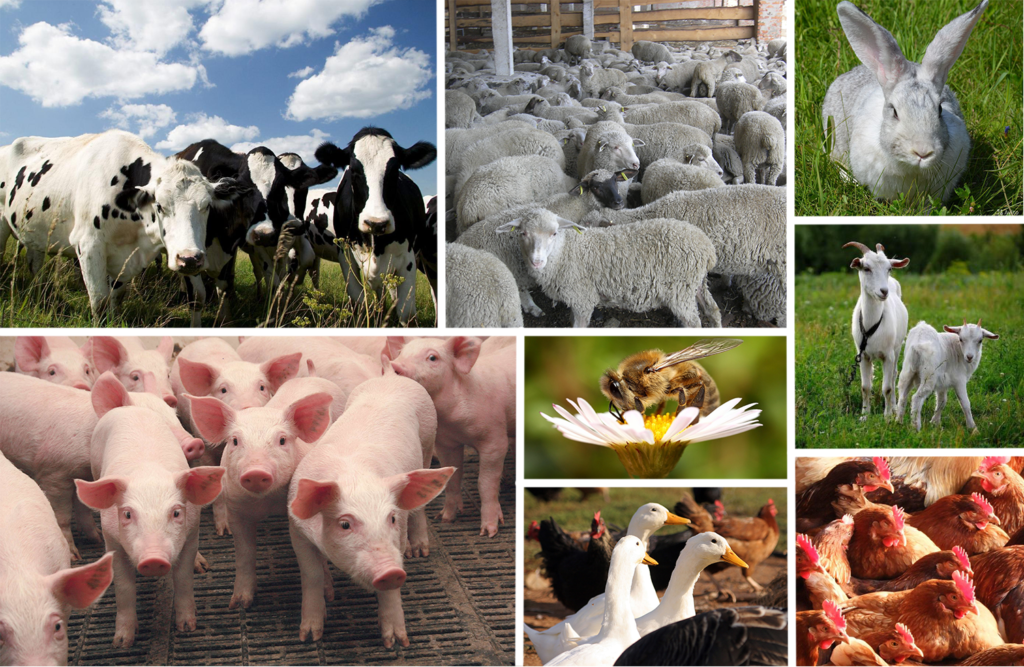 Число експортерів продукції тваринництва з України до ЄС суттєво зросло 1 Число експортерів продукції тваринництва з України до ЄС суттєво зросло chyslo eksporteriv produkcziyi tvarynnycztva z ukrayiny do yes suttyevo zroslo
