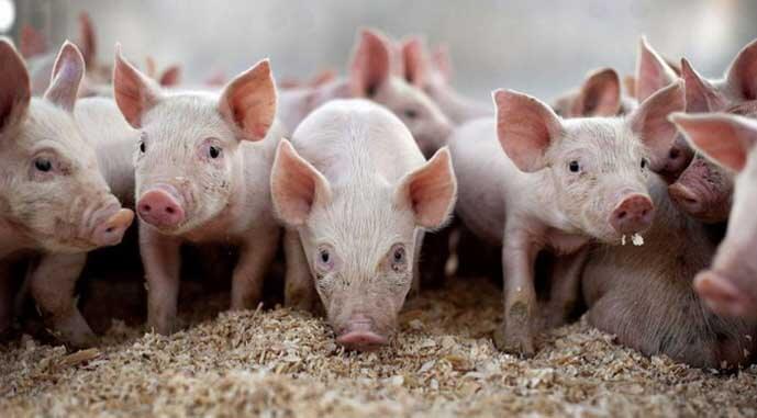 Для виробників свинини собівартість продукції стрімко зростає 19 Для виробників свинини собівартість продукції стрімко зростає dlya vyrobnykiv svynyny sobivartist produkcziyi strimko zrostaye