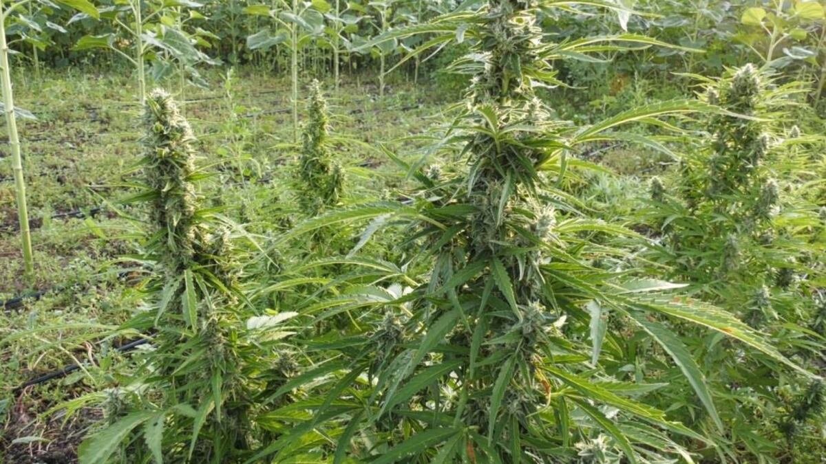 На Житомирщині створять найбільшу в Європі плантацію конопель 1 На Житомирщині створять найбільшу в Європі плантацію конопель na zhytomyrshhyni stvoryat najbilshu v yevropi plantacziyu konopel