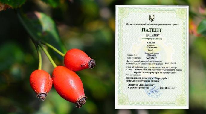 В Україні представили новий сорт шипшини 3 В Україні представили новий сорт шипшини v ukrayini predstavyly novyj sort shypshyny