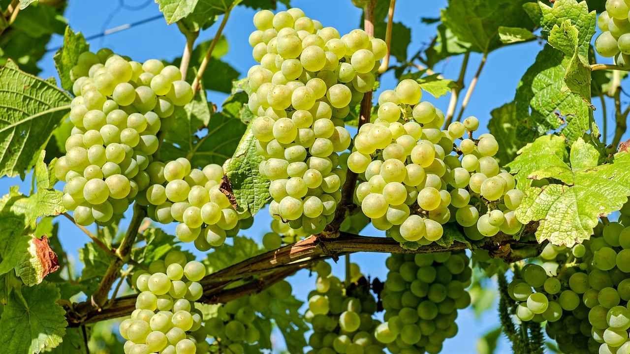 Українські винороби почнуть працювати за європейськими стандартами 1 Українські винороби почнуть працювати за європейськими стандартами ukrayinski vynoroby pochnut praczyuvaty za yevropejskymy standartamy