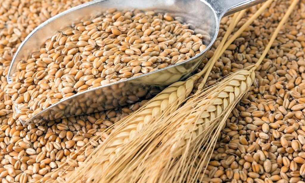 Польща заборонила імпорт зерна та інших продуктів харчування з України polshha zaboronyla import zerna ta inshyh produktiv harchuvannya z ukrayiny