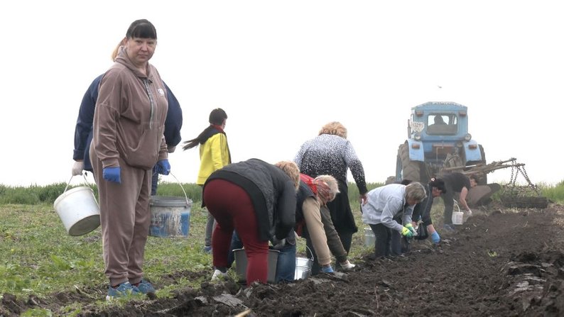 САДЯТЬ КАРТОПЛЮ НА ПОТРЕБИ ЛІКАРНІ САДЯТЬ КАРТОПЛЮ НА ПОТРЕБИ ЛІКАРНІ