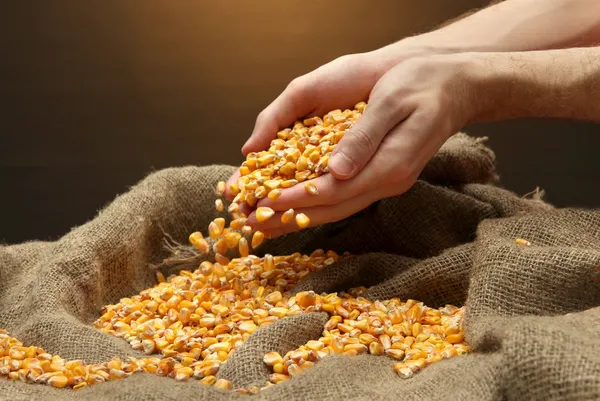 Ціни на кукурудзу різко зросли 1 Ціни на кукурудзу різко зросли cziny na kukurudzu rizko zrosly