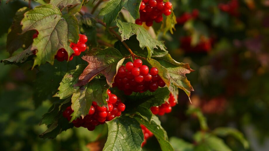 На Хмельниччині заклали масштабну плантацію калини na hmelnychchyni zaklaly masshtabnu plantacziyu kalyny