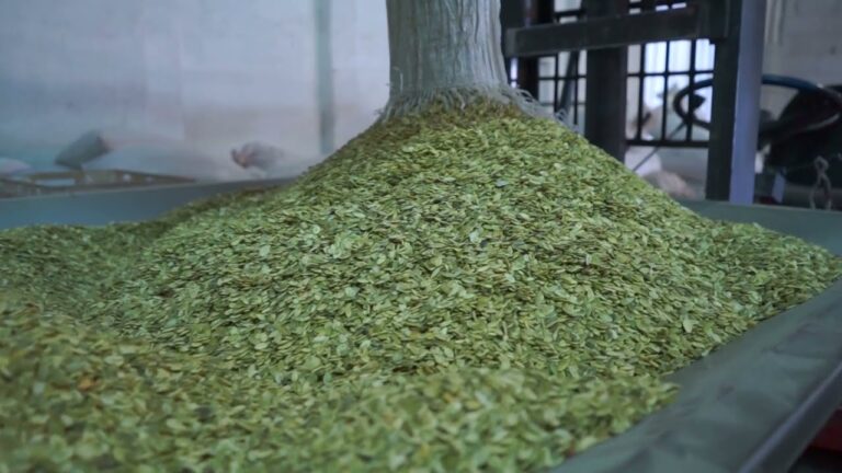 Гарбузове насіння ядро Славутич Контакт