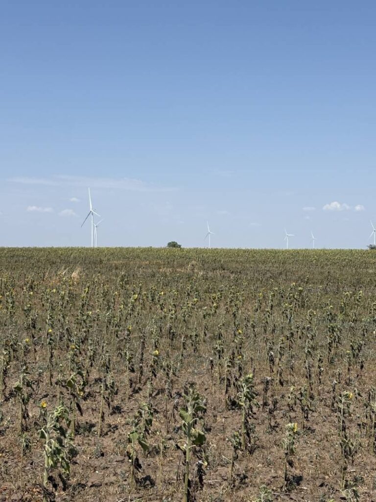 посуха 2025 рік південь