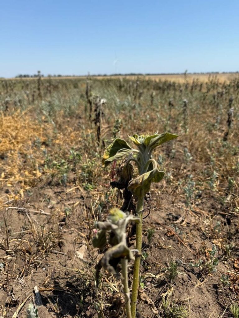 Соняшник уражений посухою, рослина висохла.