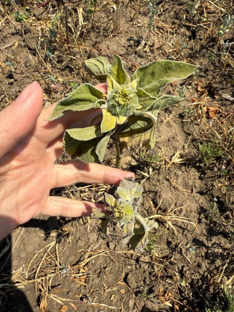 Саджанець соняшника в руці — огляд пошкодженої рослини.