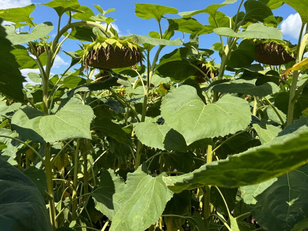 Соняшникове поле з рослинами у стадії наливу зерна.