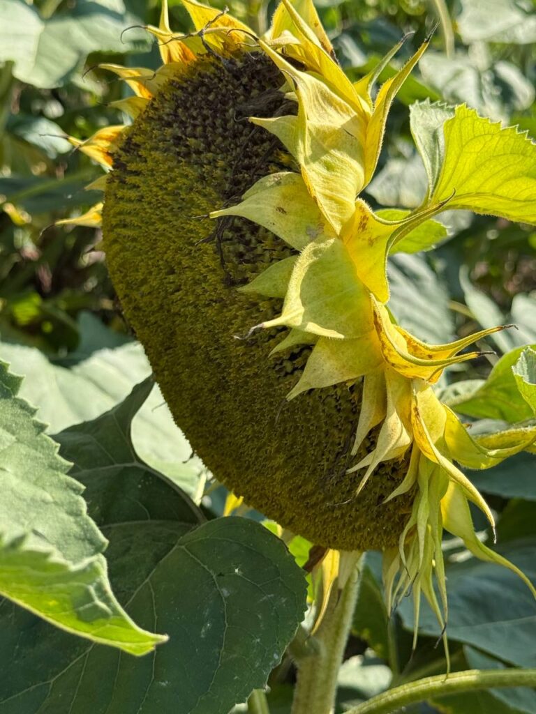 Соняшник у фазі воскової стиглості крупним планом.