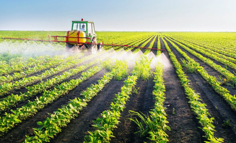 Обприскувач рухається між рядами кукурудзи, вносячи засоби захисту рослин.