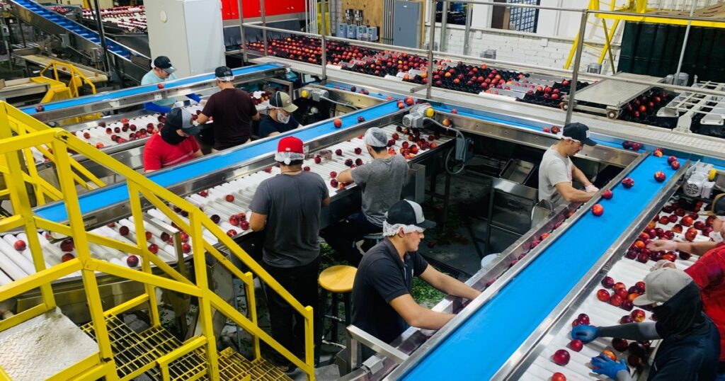 Технологія сортування насіння — конвеєрна лінія на виробництві