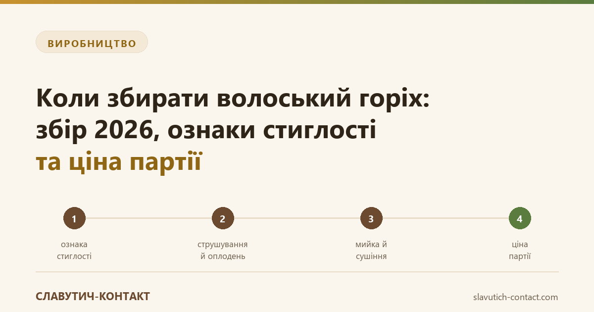 Коли збирати волоський горіх: збір 2026, ознаки стиглості та ціна партії 1 Збір волоського горіха 2026: ланцюг етапів від ознаки стиглості через струшування й оплодень до сушіння та ціни партії